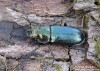 roháček (Brouci), Platycerus caprea, Scarabaeoidea, Lucanidae (Coleoptera)